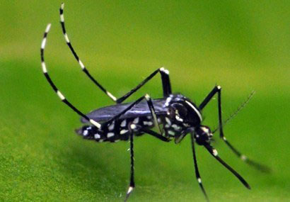 Picture of an Asian tiger mosquito (Aedes albopictus)